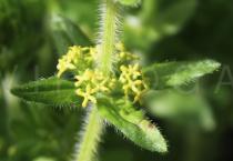 Cruciata laevipes - Flowers - Click to enlarge!