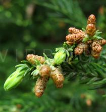 Cryptomeria japonica - Male cones - Click to enlarge!