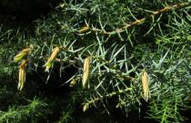 Cryptomeria japonica - New needles - Click to enlarge!