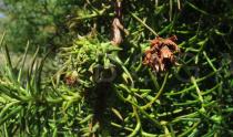 Cryptomeria japonica - Cones, ripe and developing - Click to enlarge!