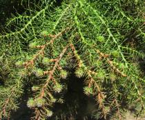 Cryptomeria japonica - Developing cones - Click to enlarge!