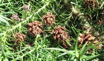 Cryptomeria japonica - Ripe cones - Click to enlarge!