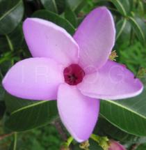 Cryptostegia grandiflora - Flower - Click to enlarge!
