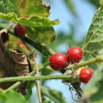 Cucumis maderaspatanus - Fruits - Click to enlarge!