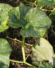 Cucurbita maxima - Leaf - Click to enlarge!