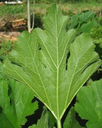 Cucurbita pepo - Leaf lower side - Click to enlarge!