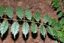 Cudrania cochinchinensis - Twig - Click to enlarge!