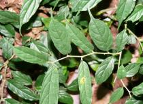 Cudrania fruticosa - Leaf insertion - Click to enlarge!