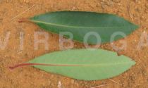 Cunonia capensis - Upper and lower surface of leaf - Click to enlarge!