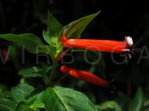 Cuphea ignea - Flower - Click to enlarge!