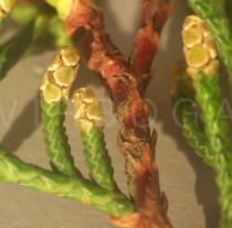 Cupressus funebris - Male Flower - Click to enlarge!