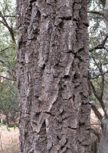 Cussonia paniculata - Bark - Click to enlarge!