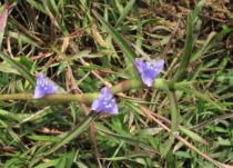 Cyanotis axillaris - Flower - Click to enlarge!