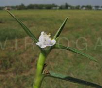 Cyanotis axillaris - Flower - Click to enlarge!