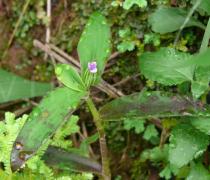 Cyanotis cristata - Flower - Click to enlarge!