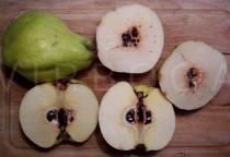 Cydonia oblonga - Fruits - Click to enlarge!