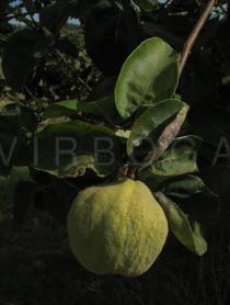 Cydonia oblonga - Fruit - Click to enlarge!