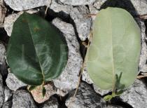 Cydonia oblonga - Upper and lower surface of leaf, note the stipules - Click to enlarge!