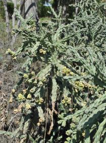 Cylindropuntia spinosior - Branches with fruits - Click to enlarge!