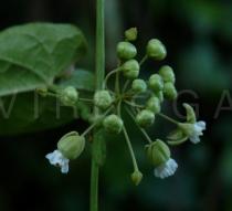 Cynanchum corymbosum - Flowers - Click to enlarge!