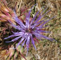 Cynara algarbiensis - Flower head - Click to enlarge!