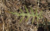 Cynara algarbiensis - Upper surface of leaf - Click to enlarge!