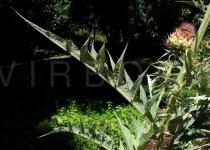 Cynara cardunculus - Leaf, side view - Click to enlarge!