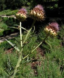 Cynara cardunculus - Branch with flower heads - Click to enlarge!