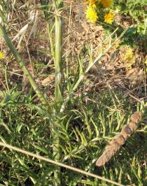 Cynara humilis - Stem section and foliage - Click to enlarge!