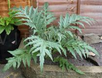 Cynara syriaca - Habit of vegetative plant - Click to enlarge!