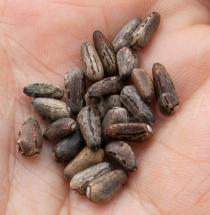 Cynara syriaca - Seeds - Click to enlarge!