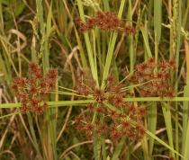 Cyperus compactus - Inflorescence - Click to enlarge!