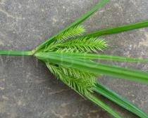 Cyperus cyperoides - Inflorescence, close-up - Click to enlarge!