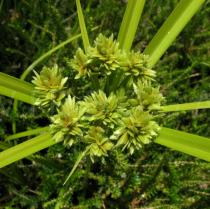 Cyperus eragrostis - Inflorescence - Click to enlarge!
