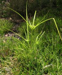 Cyperus eragrostis - Habit - Click to enlarge!