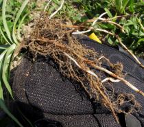 Cyperus esculentus - Roots with edible tuber (right central)  - Click to enlarge!