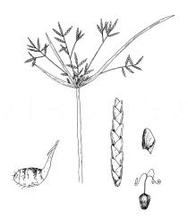 Cyperus esculentus - Click to enlarge!