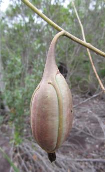 Cyrtopodium aliciae - Fruit - Click to enlarge!