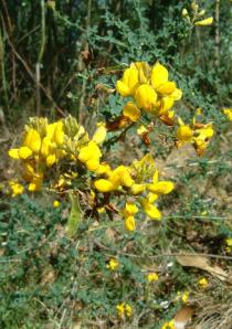 Cytisus scoparius - Flowers - Click to enlarge!