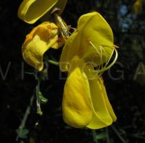 Cytisus scoparius - Flower - Click to enlarge!