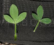 Cytisus scoparius - Upper and lower surface of leaf - Click to enlarge!