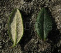 Daboecia cantabrica - Lower and upper surface of leaf - Click to enlarge!