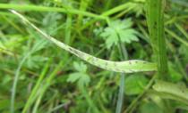 Dactylorhiza fuchsii - Leaf - Click to enlarge!