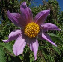 Dahlia pinnata - Flower head - Click to enlarge!