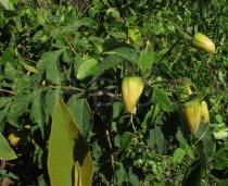 Dahlia pinnata - Flower buds - Click to enlarge!