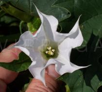 Datura stramonium - Flower - Click to enlarge!
