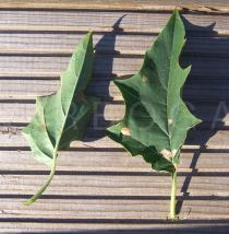 Datura stramonium - Leaf - Click to enlarge!