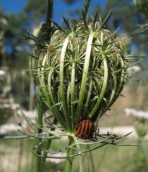 Daucus carota - Infructescence with ripening seeds - Click to enlarge!