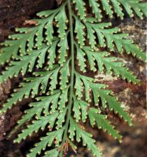 Davallia denticulata - Lower surface of fertile frond - Click to enlarge!