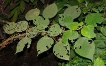Debregeasia squamata - Branch - Click to enlarge!